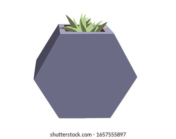 Home flowers in pot, they are suitable for both home and garden