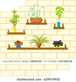 Home flowers in pots for interior. Vector illustration eps 10