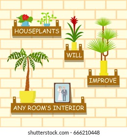 Home flowers in pots for interior. Vector illustration eps 10