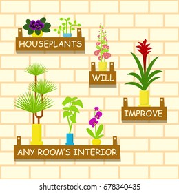 Home flowers in pots for interior. Vector illustration eps 10