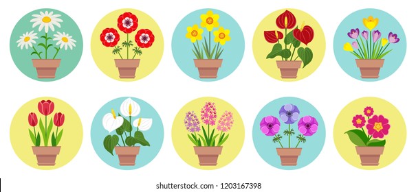 Home flowers in the pots. Set of icons in flat style. Tulip, narcissus, anthurium, anemone, hyacinth, crocus, primrose, daffodil, chamomile.