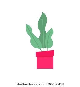 Home garden. colored flower botanical, bright flowerpot.  house plant with leaves, succulent cactus. Isolated element on white background. Flat Vector Illustration