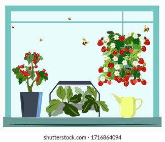 Home garden or farm and mini greenhouse