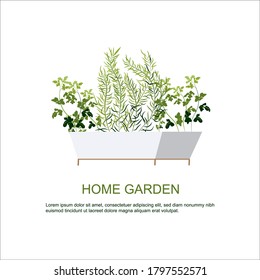 Home garden. Herbs garden. Home gardening. Horticulture. houseplants. Thyme, parsley, rosemary.