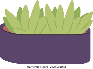 Home garden plant. Green succulent. Urban jungle pot isolated on white background