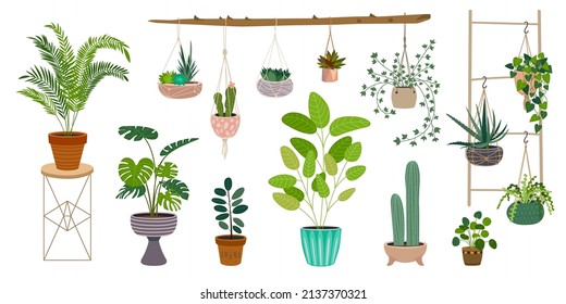 Home garden plants. Succulent plant, styling gardening decor. Ficus in container, hanging and standing greens in pots. Office and house classy vector elements