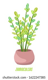 Home garden. Zamioculcas. Cute  house plans. Nature. Isolated cartoon illustration