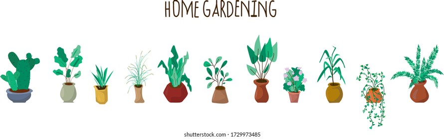 Home gardening. Plants at home. Plants in pots. Home flowers. Floristic background. Green potted flowers flat postcard.