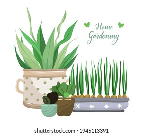 Home gardening.Vector illustration. Different houseplants. Handmade, postcard, stickers, print on t-shirt