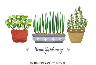 Home gardening.Vector illustration. Mint, rosemary, green onions, handmade, postcard, print on t-shirt, stickers