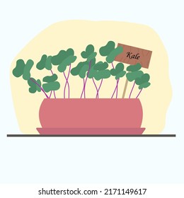 home grown kale microgreens in a clay pot. Vector illustration with home useful plants, vegetable garden on the windowsill