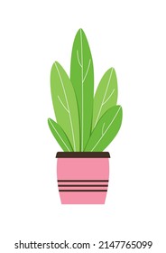 Home houseplant in a flower pot. Vector green flower in a pink ceramic pot on an isolated background. Indoor flower with large leaves.