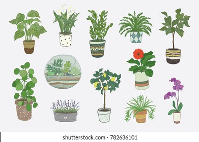 home indoor plants vector hand drawn illustrations set