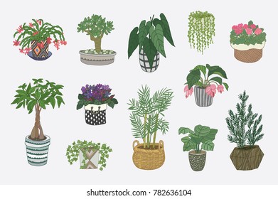 home indoor plants vector hand drawn illustrations set