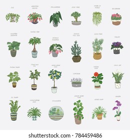 home indoor plants vector hand drawn illustrations set