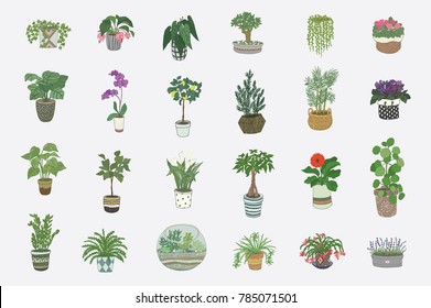 home indoor plants vector hand drawn illustrations set