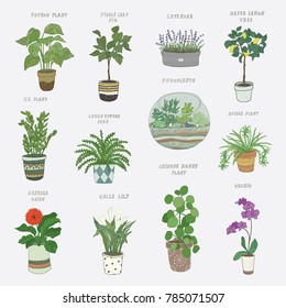 Plantas interiores domésticas ilustraciones hechas a mano por vectores conjunto