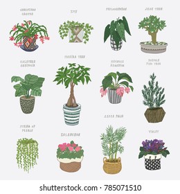 home indoor plants vector hand drawn illustrations set