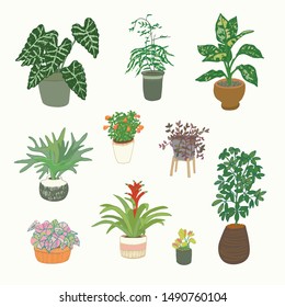 Home interior plants vector illustrations set