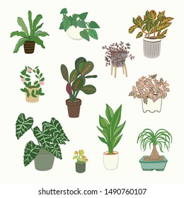 Home interior plants vector illustrations set