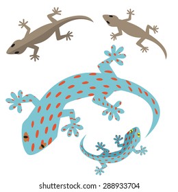 Home lizard and gecko lizard in flat style on white background,. top view