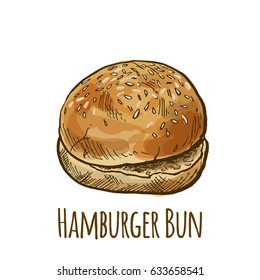 Home made hamburger bun, full color hand drawn vector illustration