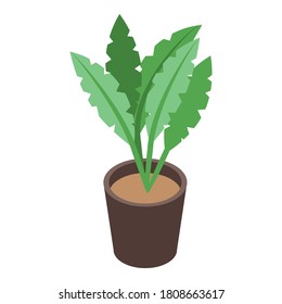 Home office plant pot icon. Isometric of home office plant pot vector icon for web design isolated on white background