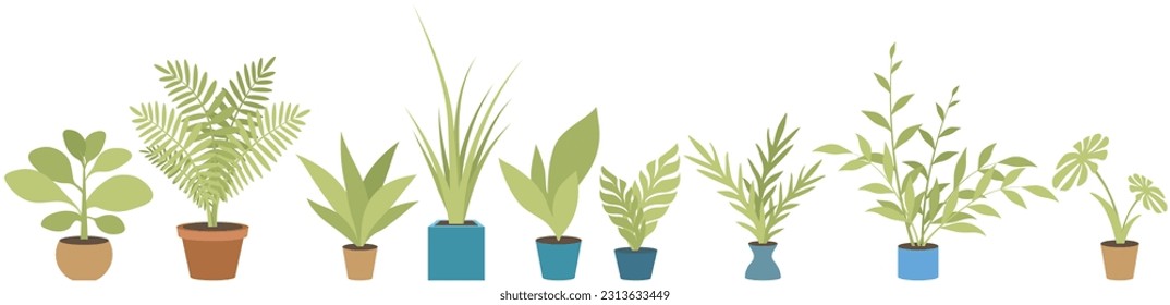 Home or office plant in pot. Vector illustration. Foliage plant in pot for interior. Home plant in flowerpot. Houseplants isolated on white. Trendy green home decor. Houseplant in ceramic container