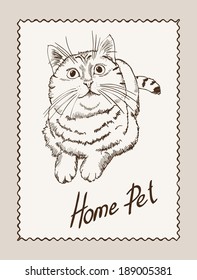 home pet cat. vector sketch on grey background