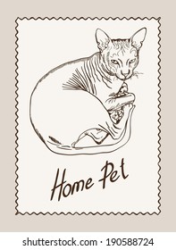 home pet cat. vector sketch on grey background