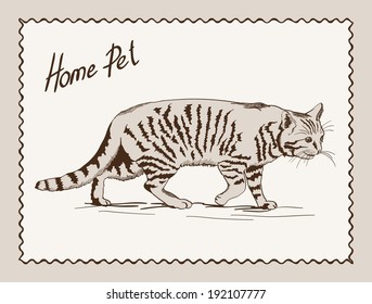 home pet cat. vector sketch on grey background