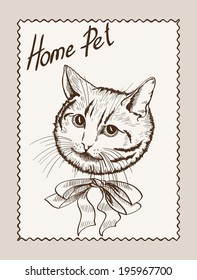 home pet cat. vector sketch on grey background