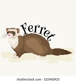 Home Pet, isolated ferret