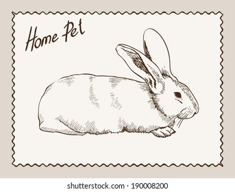 home pet rabbit. vector sketch on grey background