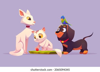 Home pets white cat, cute kitten play with ball parrot sitting on dachshund dog head feline, bird and puppy cartoon characters. Petcare, adoption and love to animals concept, Vector illustration