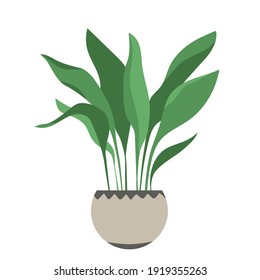 Home plant Aspidistra in flat style. Modern elegant home decor. Vector illustration isolated on white background