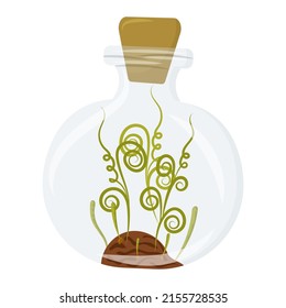 Home plant in bottle. Home decor element.