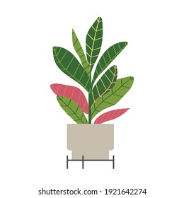 Home plant Croton in flat style. Modern elegant home decor. Vector illustration isolated on white background