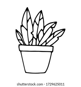 Home plant doodle element. Doodle vector illustration potted plant for wedding design, logo and greeting card. Isolated on white background.