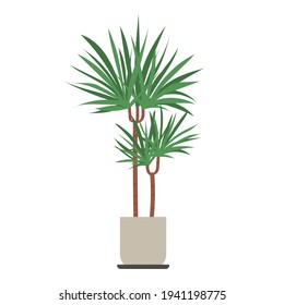 Home plant Dracaena in flat style. Modern elegant home decor. Vector illustration isolated on white background