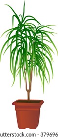 Home plant "Dracaena marginata"(vector illustration)