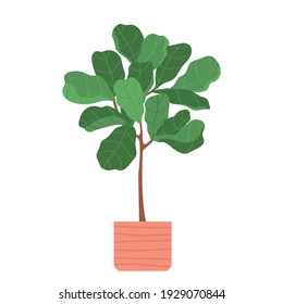 Home plant Ficus in flat style. Modern elegant home decor. Vector illustration isolated on white background