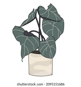 Home plant in flower pot.