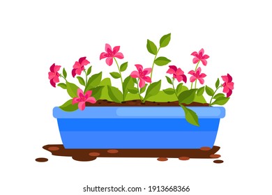 Home plant flowerpot cartoon vector illustration isolated on white, pink agrostemma, green leaves, soil. Spring gardening floral decorative object.Phlox bush summer bloom icon. Blue flowerpot, blossom