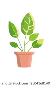 Home plant in flowerpot. Decorative Green House plant. Flat houseplant Vector illustration