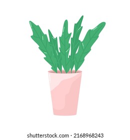 Home plant in flowerpot. Domestic decorative houseplant in ceramics pot interior decor isolated graphic design elements. Cartoon vector illustration.