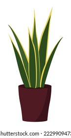 Home plant in flowerpot isolated on white background