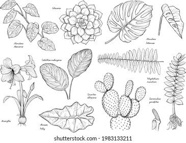 Home Plant in Hand Drawn