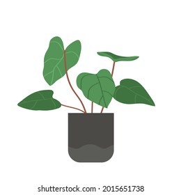 Home plant Homalomena in flat style. Modern elegant home decor. Vector illustration isolated on white background.