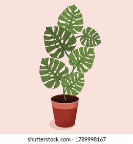 Home plant with leaves in a pot. Plant and ecology design for greeting card, banner, sticker, advertisement, icon. Flat vector illustration: Green leaves of monstera in a pot on a pink background